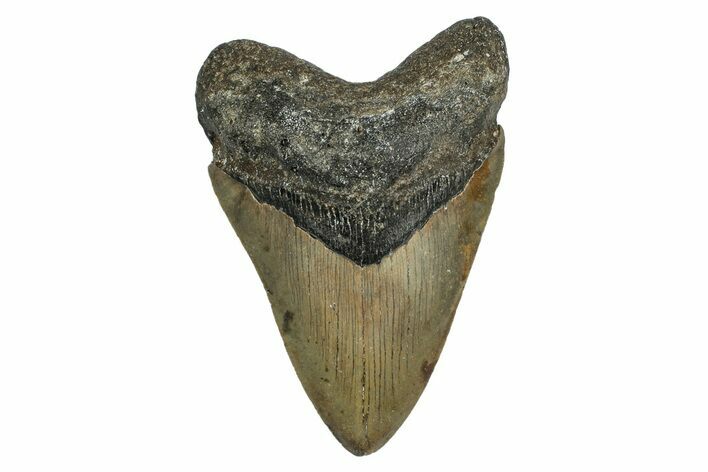 Serrated, Fossil Megalodon Tooth - North Carolina #345680